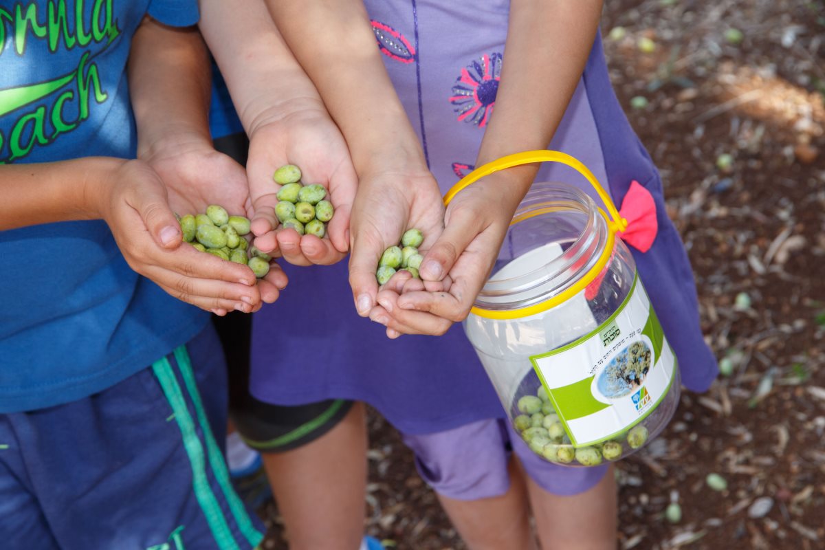 מסיק זיתים ביער | צילום: סוכנות ג'יני וארכיון הצילומים של קק"ל