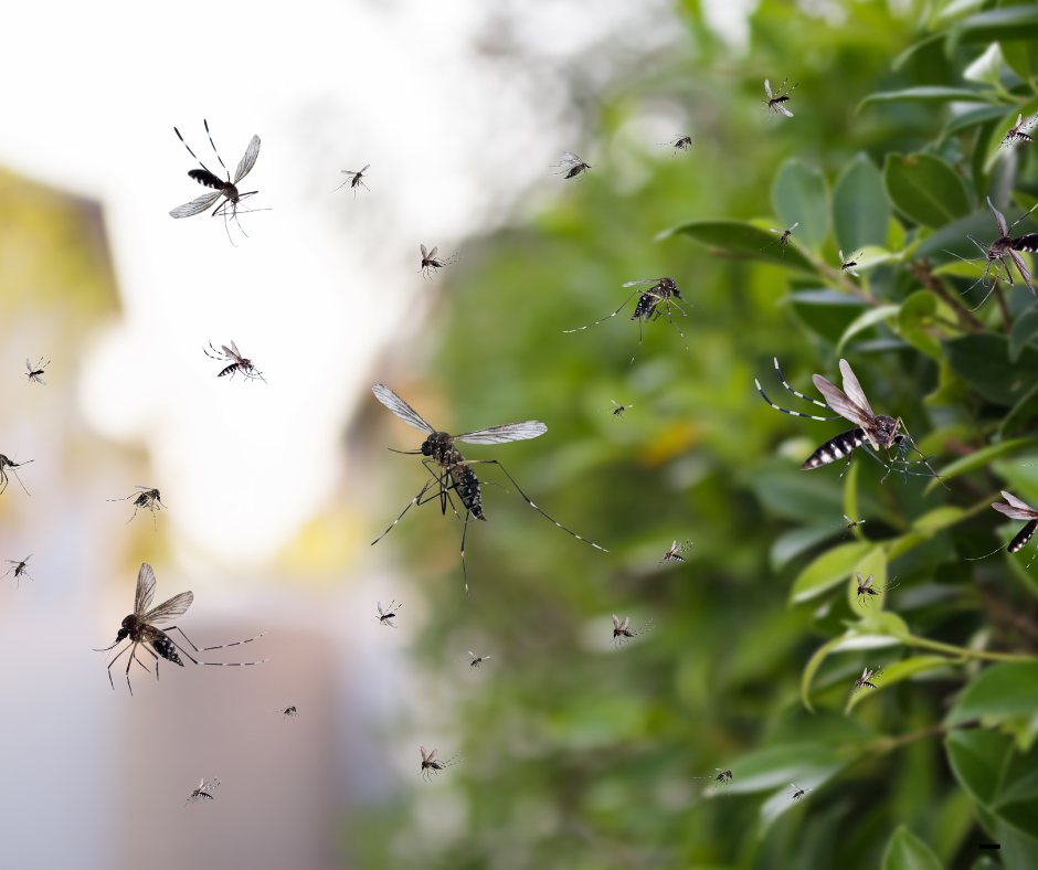 אילוסטרציה (canva)