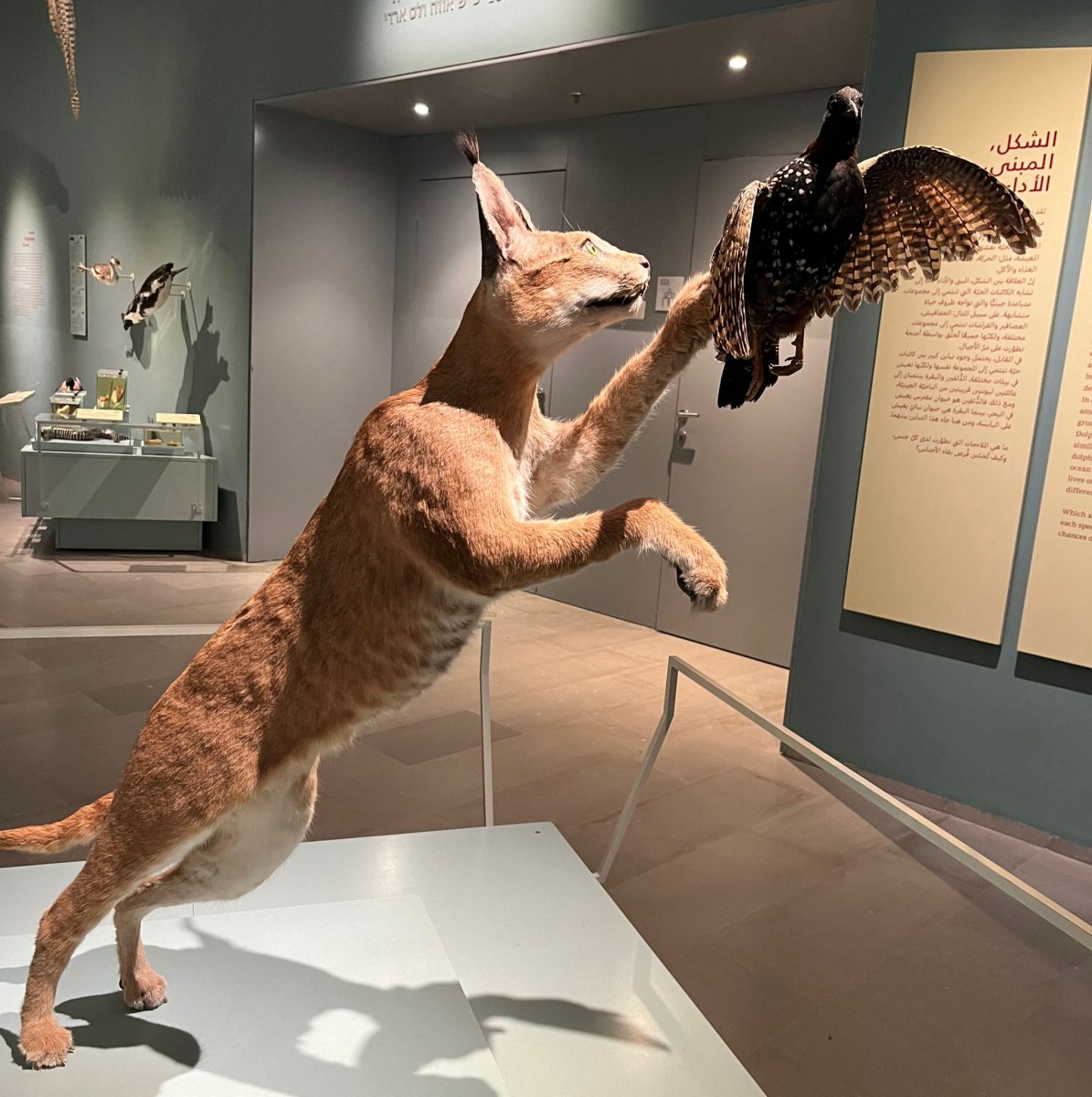 סיגלית מאיו