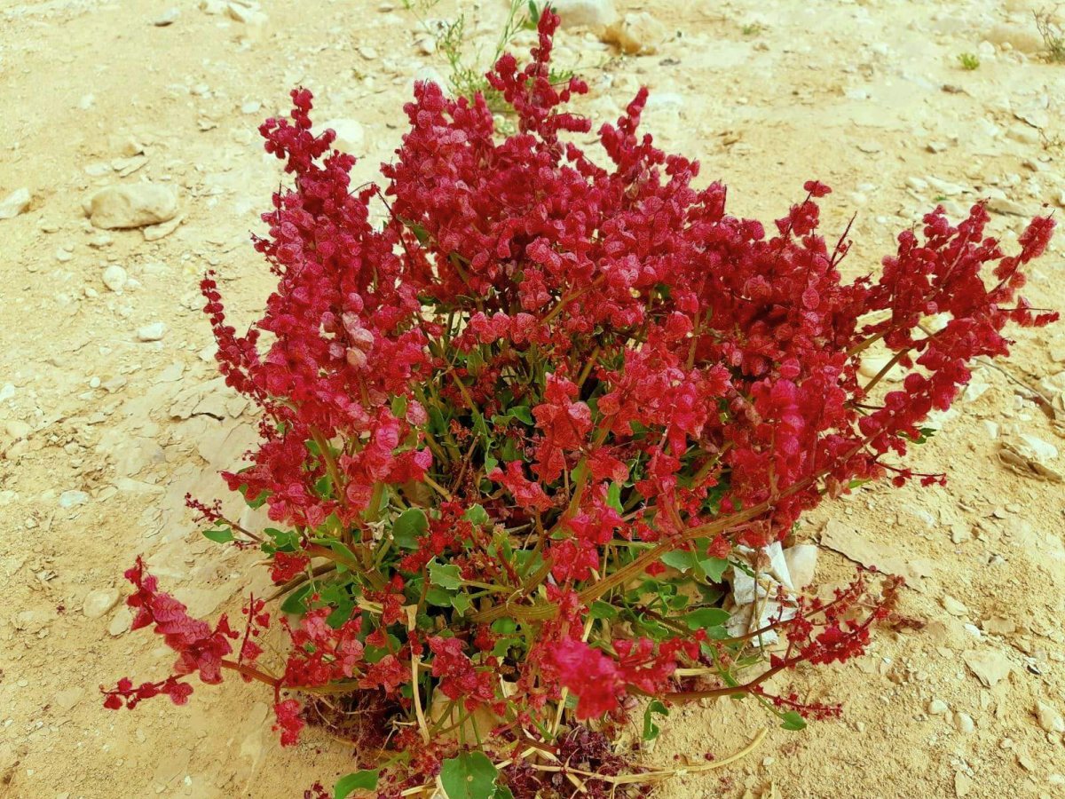 חומעה ורודה- נחל שפן- הילה אלבז