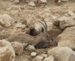 נדיר ומרגש: 7 גדיים חדשים בעדר היעלים של מדבריום באר שבע