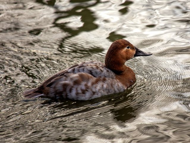 depositphotos