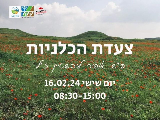 צעדת הכלניות 